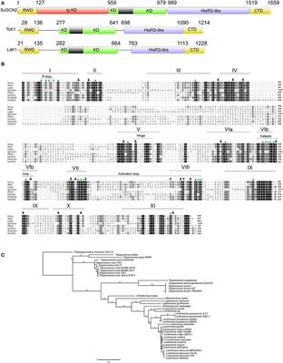 GCN2-Like Kinase Modulates Stress Granule Formation During Nutritional Stress in Trypanosoma cruzi